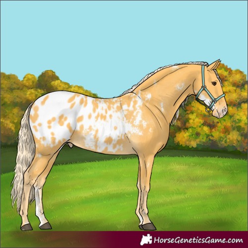 Horse Color:White Spotted Palomino Sabino Appaloosa