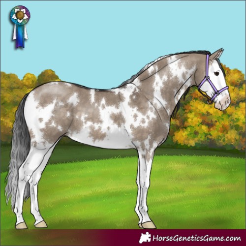 Horse Color:White Spotted Brown Dun Splash