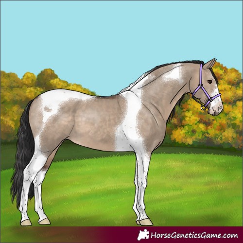 Horse Color:Brown Dun Tobiano
