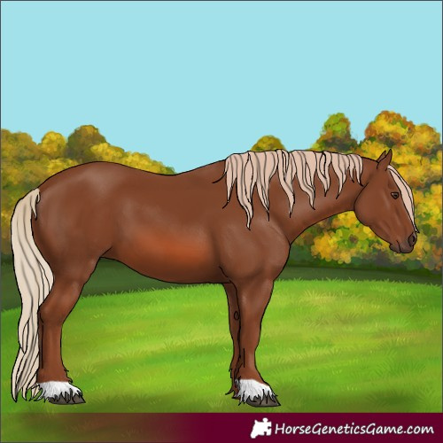 Horse Color:Chestnut 