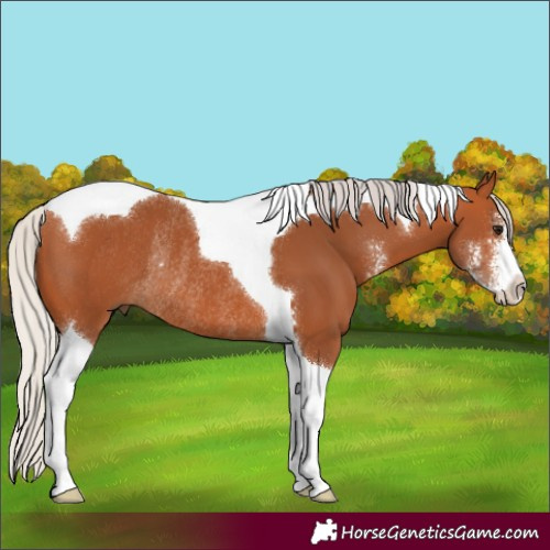 Horse Color:Silver Bay Sabino Tobiano Rabicano