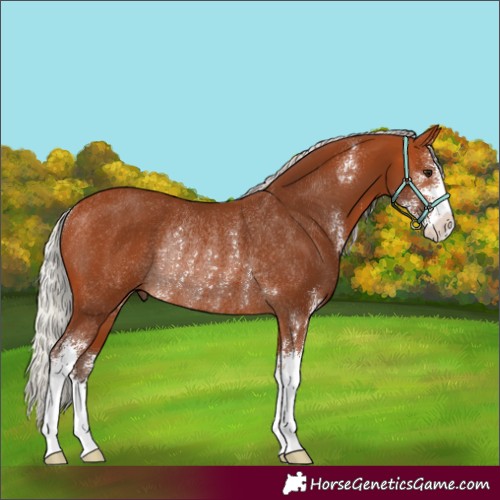 Horse Color:Silver Bay Sabino Rabicano