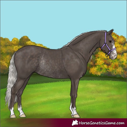 Horse Color:Silver Black Sabino Rabicano