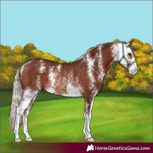 Horse Color:Silver Bay Sabino Rabicano