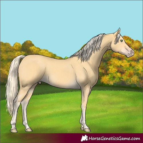 Horse Color:Gold Cream Champagne Rabicano 