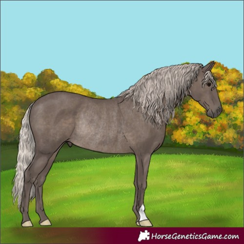 Horse Color:Silver Black Rabicano