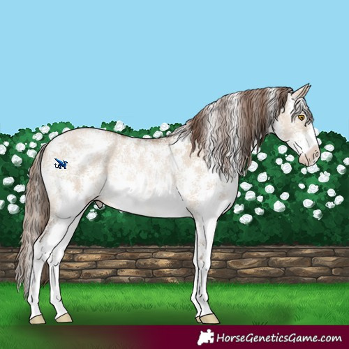 Horse Color:Brown Pearl Dun Sabino Rabicano 