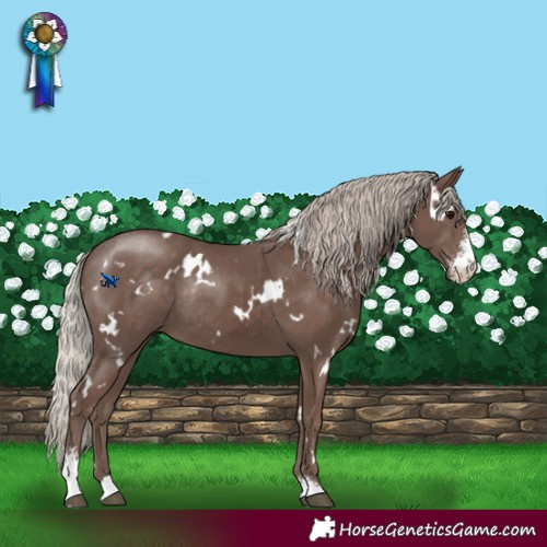 Horse Color:White Spotted Silver Black Sabino Rabicano 