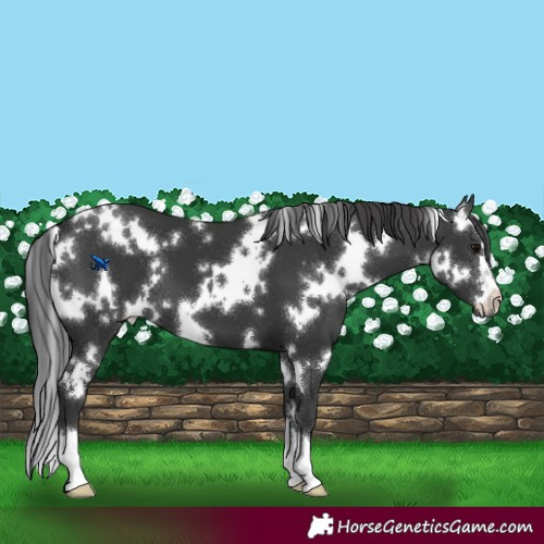 Horse Color:White Spotted Black 