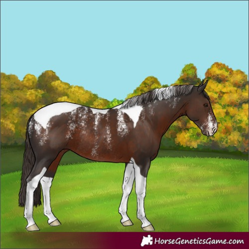 Horse Color:Powder White Liver Chestnut Tobiano Rabicano
