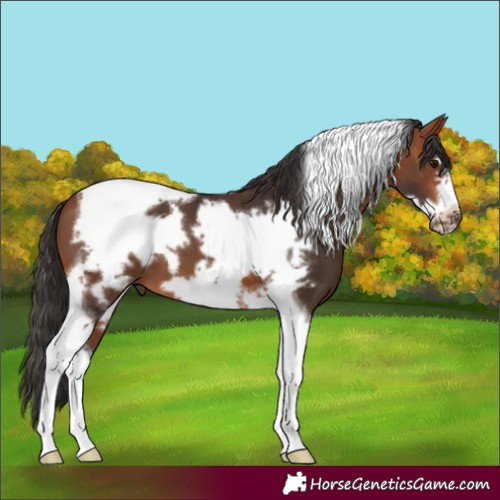 Horse Color:Bay Tobiano Frame