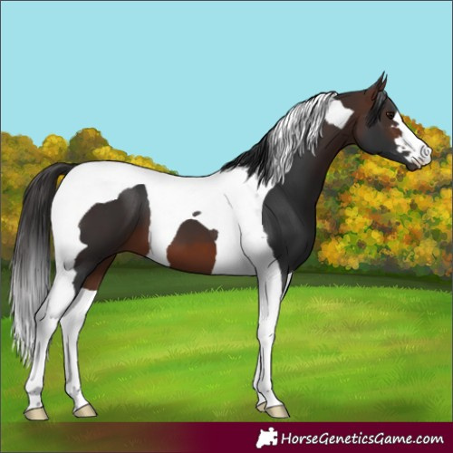 Horse Color:Brown Tobiano 