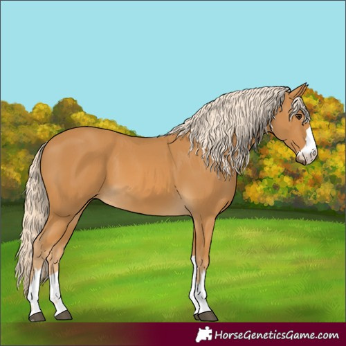 Horse Color:Palomino