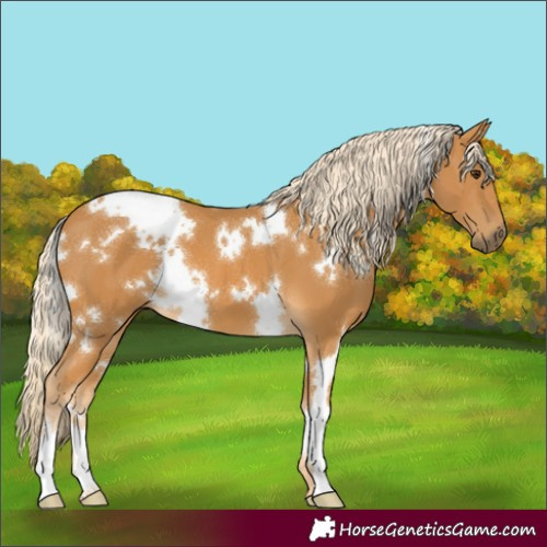 Horse Color:White Spotted Palomino