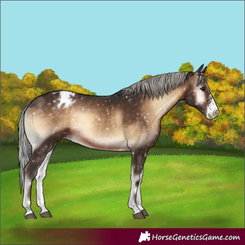 Horse Color:Silver Brown Onyx Sabino Appaloosa Rabicano 