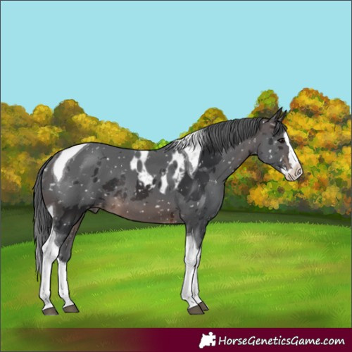 Horse Color:Brown Merle Splash Tobiano Skewed Appaloosa Rabicano