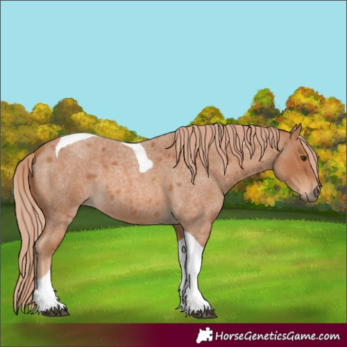 Horse Color:Red Roan Tobiano 