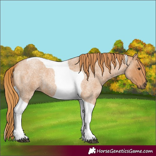 Horse Color:Red Roan Tobiano 