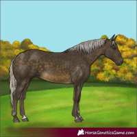 Horse Color:Silver Buckskin 