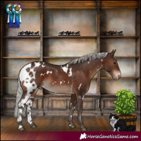 Horse Color:White Spotted Silver Brown Skewed LP Spotted 