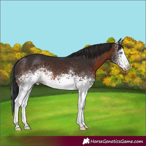 Horse Color:White Spotted Brown Splash 