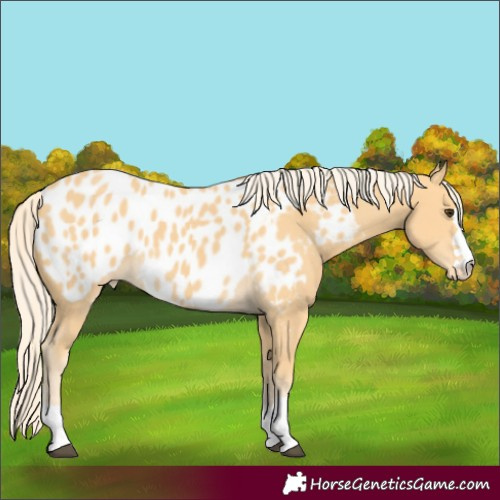 Horse Color:Palomino Appaloosa