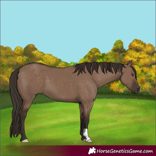 Horse Color:Liver Red Dun