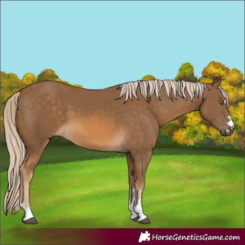 Horse Color:Chocolate Palomino