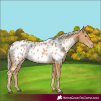 Horse Color:Palomino Appaloosa 