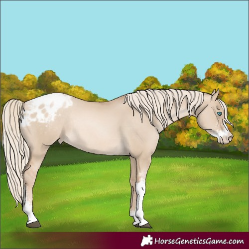 Horse Color:Liver Red Dun Sabino Appaloosa Rabicano