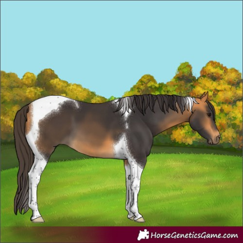Horse Color:Buckskin Tobiano 