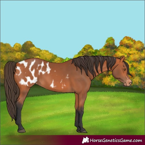 Horse Color:Bay Appaloosa Rabicano