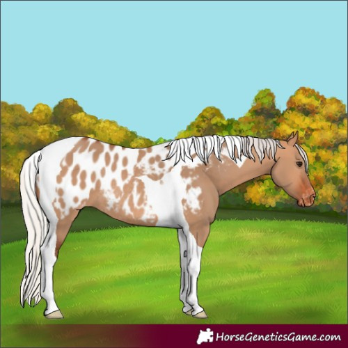 Horse Color:Silver Bay Dun Tobiano Appaloosa Rabicano