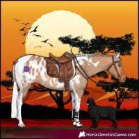 Horse Color:Silver Bay Dun Tobiano Near Leopard Rabicano 