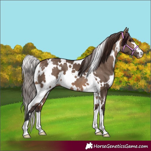 Horse Color:White Spotted Bay Dun Appaloosa