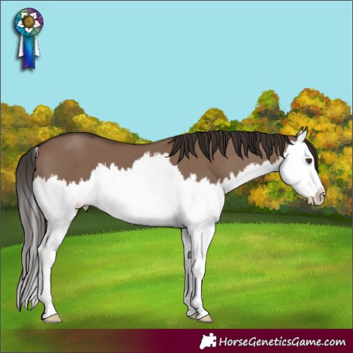 Horse Color:Liver Red Dun Splash