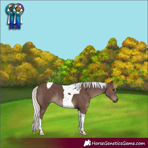 Horse Color:Silver Black Tobiano 