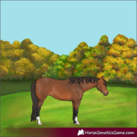 Horse Color:Bay 