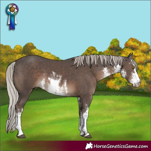 Horse Color:White Spotted Silver Black Rabicano