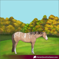 Horse Color:Powder White Amber Champagne