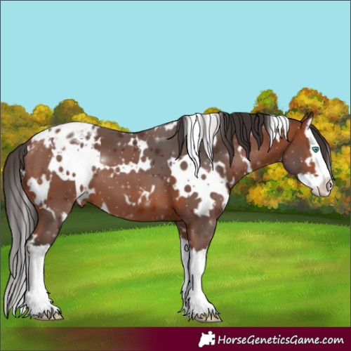 Horse Color:White Spotted Bay Splash Appaloosa 