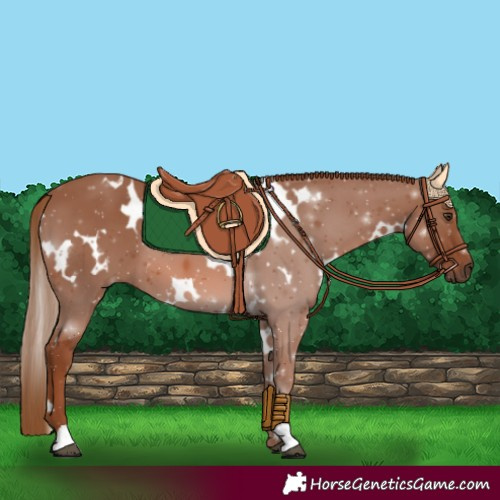 Horse Color:White Spotted Chestnut 