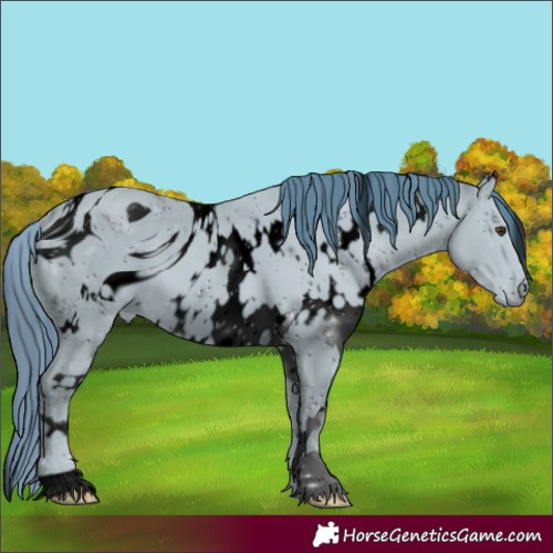 Horse Color:ERROR: UNKNOWN ANOMALY