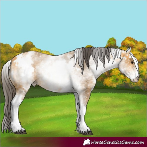 Horse Color:White Spotted Buckskin 