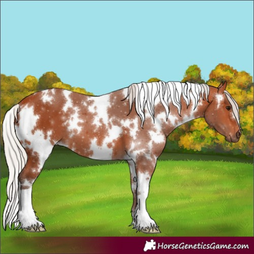 Horse Color:White Spotted Silver Bay 