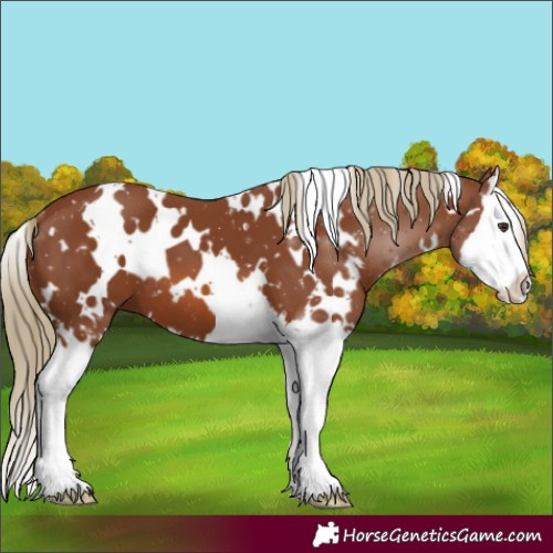 Horse Color:White Spotted Chestnut Splash