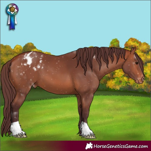 Horse Color:Chocolate Bay Appaloosa