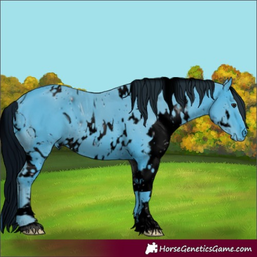 Horse Color:ERROR: UNKNOWN ANOMALY