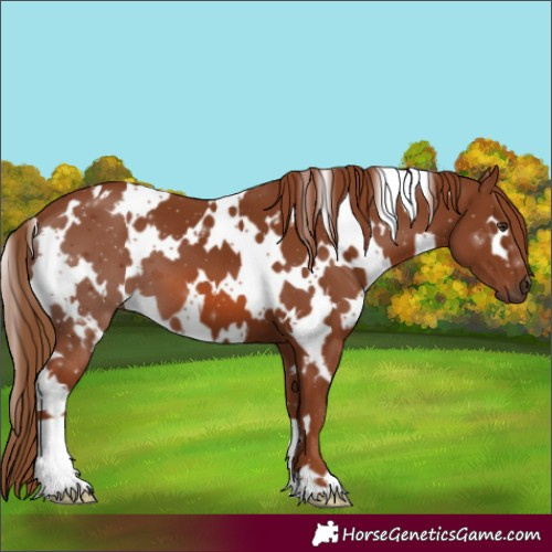 Horse Color:White Spotted Chestnut