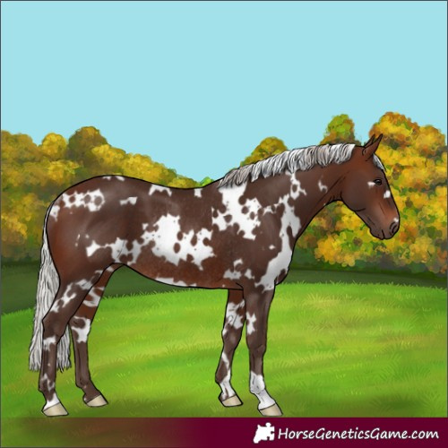 Horse Color:White Spotted Silver Brown Rabicano